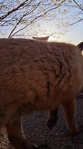 Have you ever wondered what a fox "warning call" sounds like? 🦊🔊 Well, here it is demonstrated by #Dixiedofox . In her case, she sorta sounds like a chicken 🐔 This is often much more extreme, but Dixie doesn't feel very threatened. She is barking at a dog she knows, which she simply does not want in her yard. | Saveafox Corporation