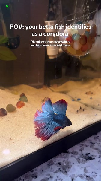 Girl & her fish 🐟🩵 (@girl.and.her.fish) - Corydoras: Perfect Tank Mates for Betta Fish