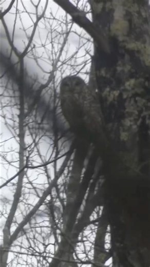 Beautiful Barred Owl hanging out in the tree!