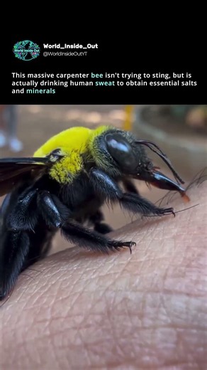 Why bees drink sweat? 🐝💦