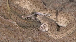 SIDEWINDER SNAKE HUNTING LIZARD FROM UNDER THE SAND Amazing Skill Of Sidewinder Snake | Best Vacations Animal Earth
