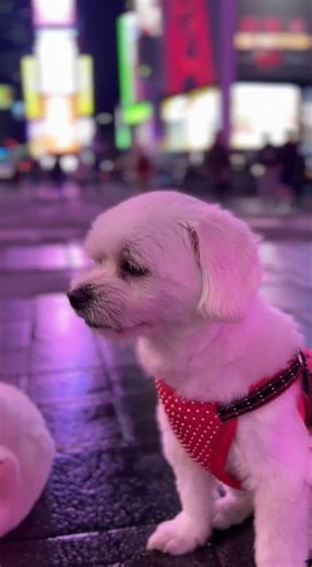 Calm Dog vs Times Square Chaos 😂🐶🗽 #dogshorts