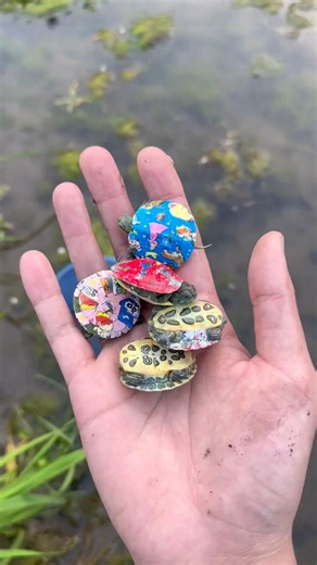 🐢 Can You Find All the Hidden Turtles? 😍 99% Miss Them! #shorts