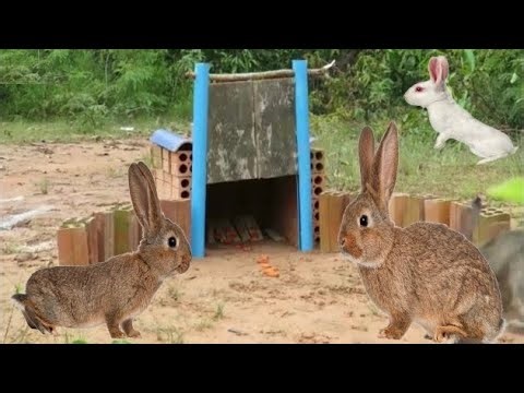 Technique Rabbit Trap #rabbit #trap #animals