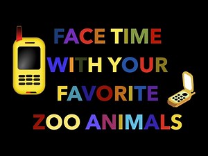 Face Time With Zoo Animals
