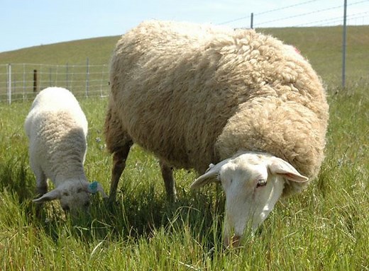 East Friesian sheep - Alchetron, The Free Social Encyclopedia