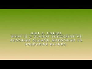 Glands: What are they and how do they function? | Lime the Tutor | Premed Anatomy and Physiology