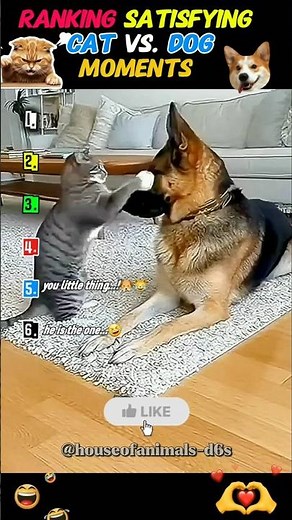 Cats vs Dogs – The Most Perfectly Satisfying Moments Ranked!