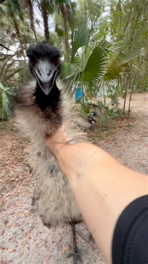 Christopher Gillette on Instagram: "Emu assault!! Pebbles has calmed down quite a bit without any eggs to defend, but he’s still feeling his breeding season bravado!! He’s not as aggressive as he was, but definitely still wants to fight!! The kicks are what you gotta worry about, the pecks are just annoying but a solid emu kick can split you open! #emu #animalattack"