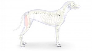 clip-3589894891-dog-gracilis-muscle-anatomy-medical-3d-animation