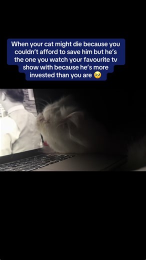 I really need help with his vet bills and getting him treatment. We do everything together, he’s my partner. I look forward to coming home to him every night. I can’t imagine my life without him. Please help 🙏🥺 #fyp #catsoftiktok #grief #death #tvshow