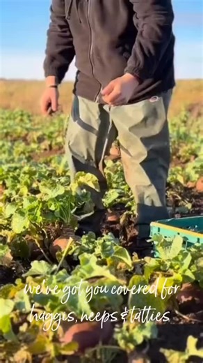We’ve got everything you need for Burns Night; haggis, neeps, tatties! Even haggis bon bons to start, handmade in our kitchen! | Ardross Farm