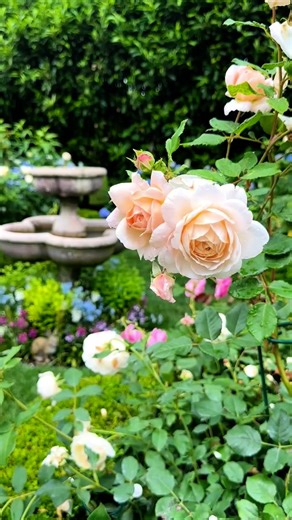 Kelli Delaney Kot on Instagram: "勺A summer filled with endless roses, peonies, hydrangeas, lilies, gardenias, snapdragons, and more at Maple Shade ~ all gathered into my beautiful Summer 2025 Bloombook‍ #onetoremeber #MapleShade #Summer #Garden #2025 #Hamptons #Home #Flowers #Blooms #Hydrangeas #Igers #Roses #Blomster #GardenPhotography #GardenersOfInstagram"