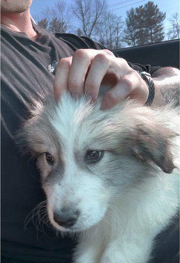 Meet Faye: The Adorable Tanner Poo Puppy