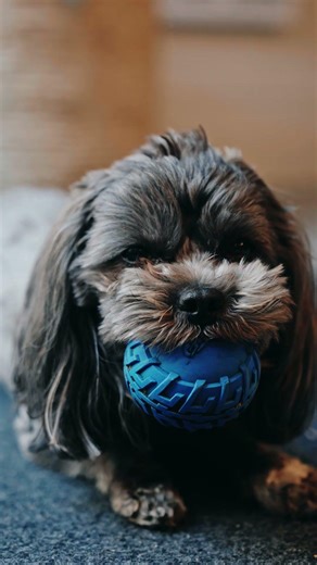 AIGUISAGE D’UN COUTEAU JAPONAIS AVEC STAY SHARP 🔪 #39