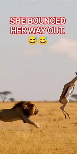 Lion Gives Up Chasing Springbok 😱 Craziest Bounce Run | #shorts