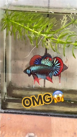 The mystical beauty of wild betta #bettafishtank #wildbetta