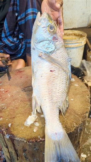 Amazing Mutton Snapper Fish Cutting Skills In Bangladesh Fish Market By Expert Cutter #shorts