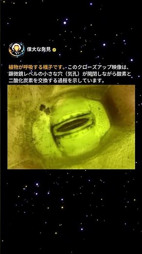 植物が呼吸する瞬間を実際に見ると, こんな姿です