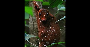 Malayan colugo