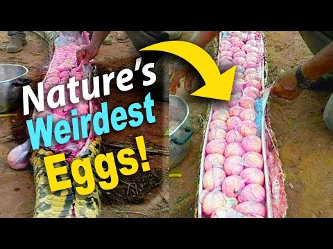 15 Most Unusual Eggs Ever Found