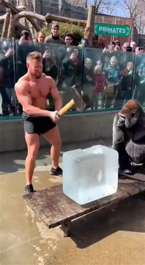 Bodybuilder failed to break the ice block...wait for the gorilla 💪🦍 This bodybuilder strikes an ice block with full power using a medium big hammer. The ice block does not break.. he tried again 2 more times, Still nothing. He steps back breathing heavily in frustration. the gorilla steps forward, raises his arm, and slams the ice block once. The ice block instantly splits large broken pieces and falls apart. The crowd hails the gorilla #gorilla #zooviral #strengthchallenge #viralshorts #goril