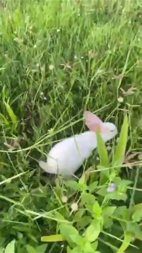 When a Bunny Outsmarts Everyone 🧠🐇