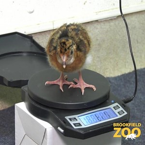 🐥 Chick it out! On July 31, a helmeted curassow chick hatched at Brookfield Zoo. But, its life actually began across town at Lincoln Park Zoo McCormick Bird House. Here's how the chick came to be! The chick’s parents, which are relatively young at 7 and almost 6 years old, had been successful at constructing nests and producing eggs. However, they hadn’t yet successfully incubated and hatched a chick. Currently, there are only 60 individuals that are housed in 18 Association of Zoos and Aquariu