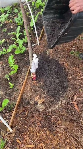 Fertilizing my apple trees 🍎🌱💚