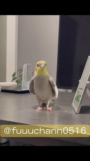 オカメインコの歌声に癒される動画♪