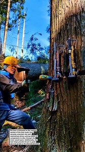 "LARGE TREE CUTTING TOOL! Safe and Efficient Felling Process!"