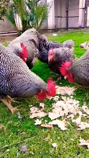 Plymouth rock chicken feed time #fancypoultry #chicken #roosterfarm #freerangechickens #birds