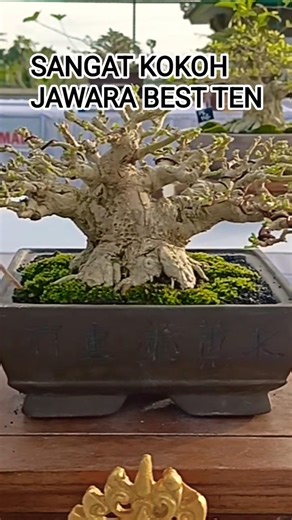 INSPIRASI BONSAI , SANGAT KOKOH JAWARA BEST TEN@mahkotabonsai#shorts#bonsaiviral