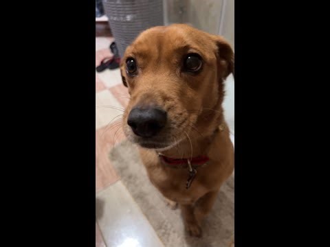 PoE Simularcum Farming