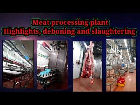 Meat processing plant highlights, deboning and slaughtering @the Grainfed Butcher