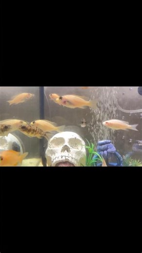 Albino African cichlid 😍💥 | Mohammad Javed Gill