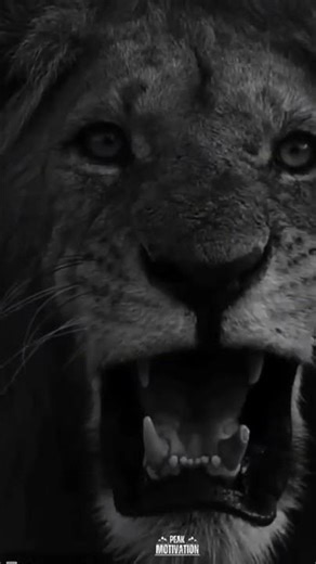 Unstoppable Lion Mindset 🦁| Powerful Motivational Speech