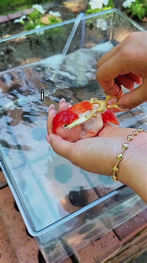 Goldfish Grooming: Trimming Squishy’s Fins