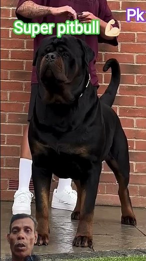 super pitbull dog 🐕🐕🐕 #rottweiler #pitbull #facts #pets #americanbully #doberman #dog #amazingfacts