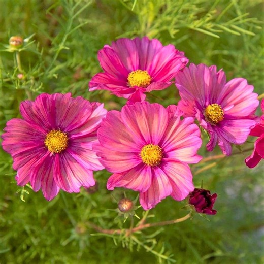 Xsenia Cosmos 200 Seeds – Compact Orange Cosmos Flowers for Borders, Containers & Sunny Gardens - Etsy