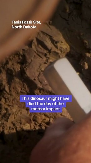 This fossil could reveal clues to the dinosaurs’ final days on Earth. It’s possible that this animal’s death was a result of the asteroid impact. ☄️ #paleontology #archaeology #dinosaurfossils #fossilhunting