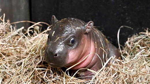 Richmond Zoo reveals new baby hippo’s name live on TODAY!