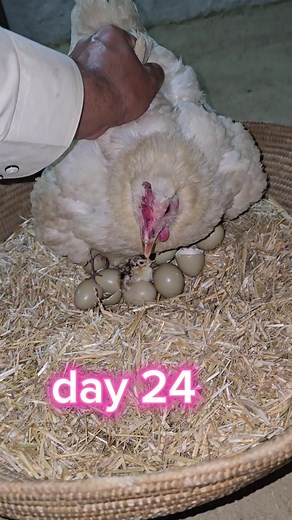 Pheasant eggs under hen hatching #wildlife #pets #foryoupage #viral #Pheasant