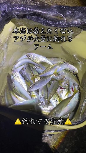 アジングで本当に釣れるワームはこれ｜ジャコヘッド1.0g装着法
