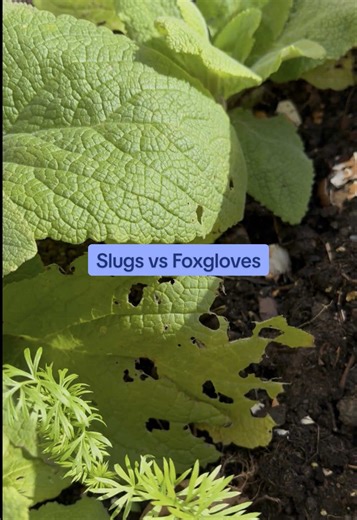 Effective Ways to Protect Foxgloves from Slugs