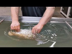 How to make a wood duck decoy