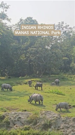 Indian Rhinos and Water Buffalos in Manas National Park #indianwildlife #shorts #manasnationalpark