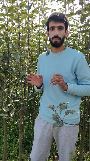 SS2, Z1, RD11, Adamsuper are available on MM111 or seedling,Call on 6005603329.🍎🍏🎄 #kvfanantnag #plants | Kvf Anantnag