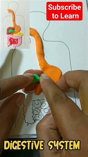 Clay Digestive System #trending
