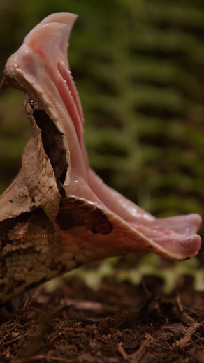 4.6M views · 46K reactions | Gaboon Viper snake yawns Wincent qF580 #nature #wildlife #snake | HAWI Studios | Facebook